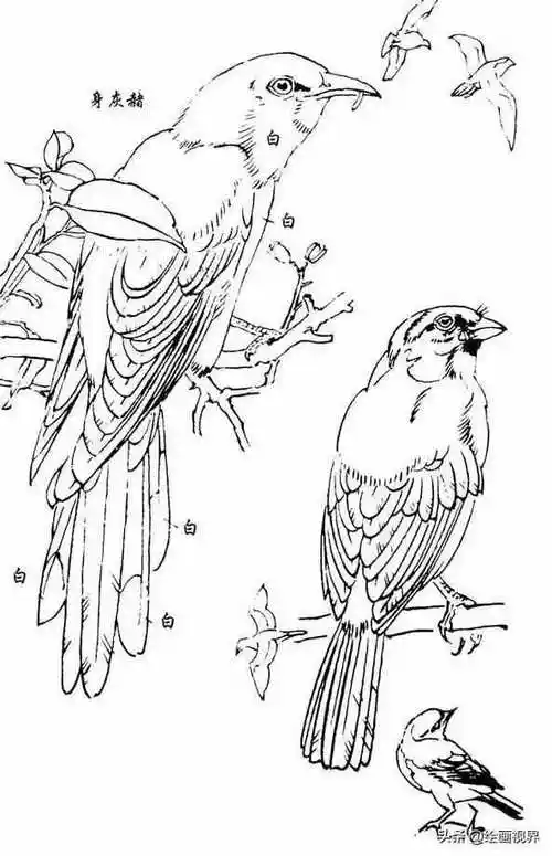 白描禽鸟线稿不会画?看似简单却很难画,0基础同学都要这样画