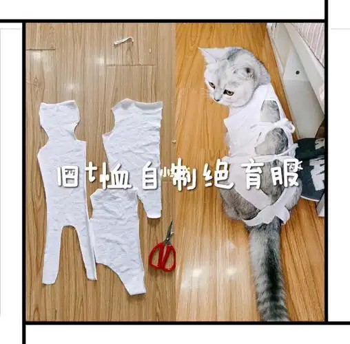 分享用旧t恤自制猫咪绝育服的省钱技巧