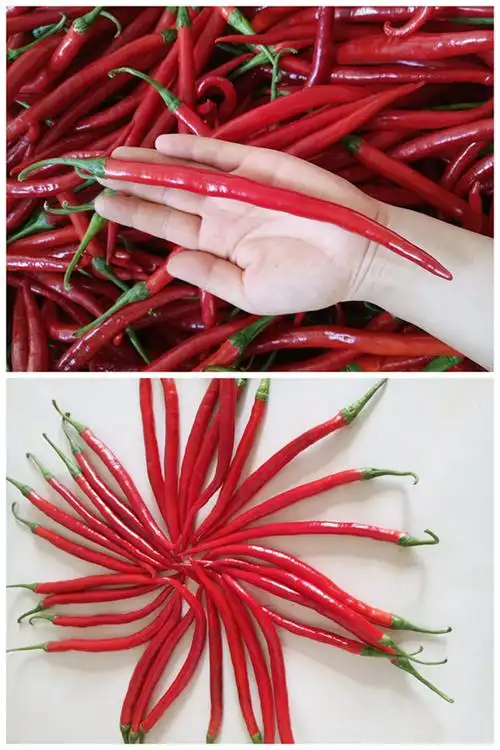 红辣椒二荆条 现摘新鲜中长辣椒细长线椒 5斤