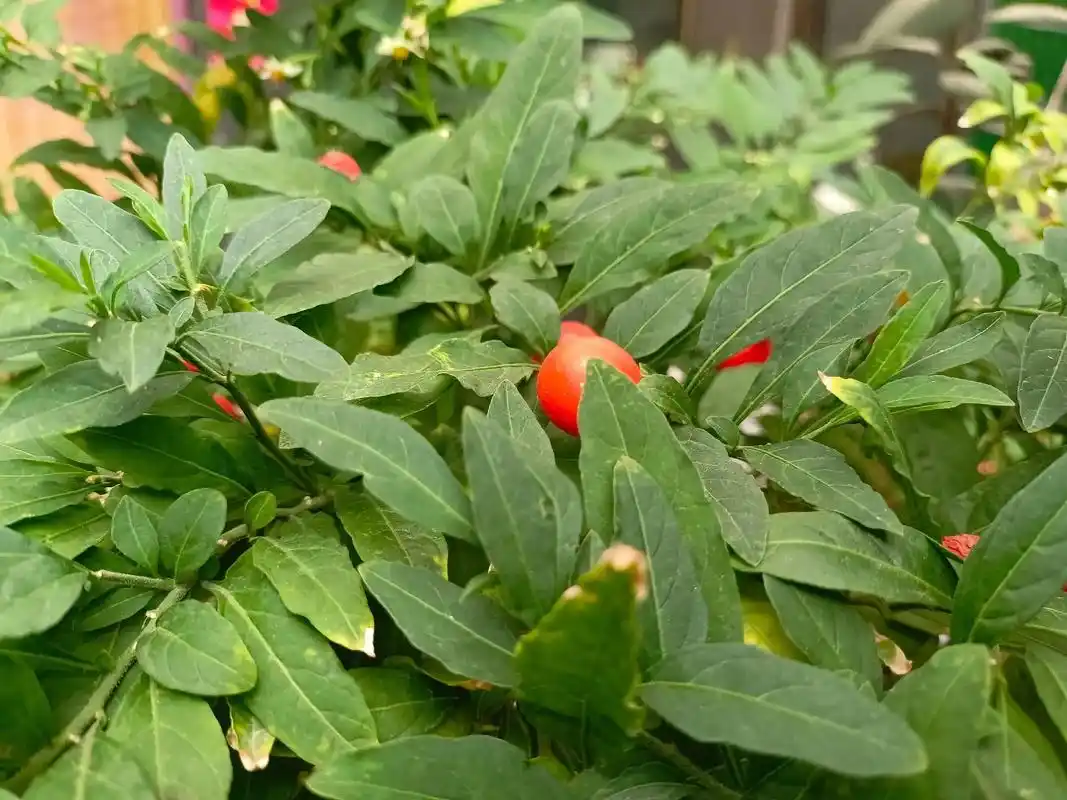 观果花卉中观果期最长的品种之 - 抖音