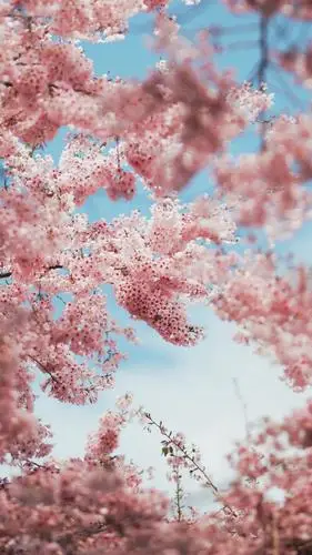 壁纸 春天 樱花