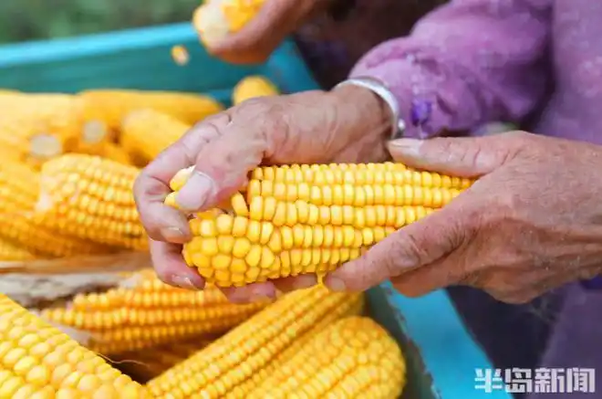 青岛胶州玉米丰收收割忙