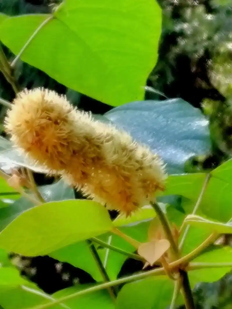 白背叶#白背叶寄生 #中草药  - 抖音