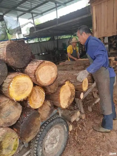 长期加工杉木,杂木规格料
