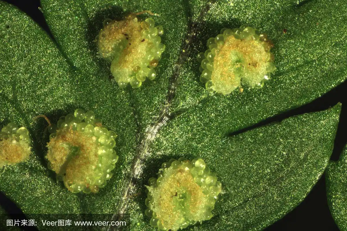 大的蕨类孢子囊,显示年轻的绿色孢子囊和孢子囊.