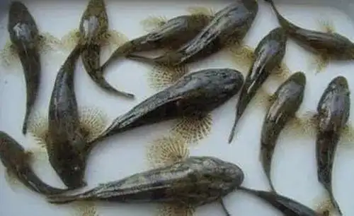 时令美食塘鳢鱼,上市啦!