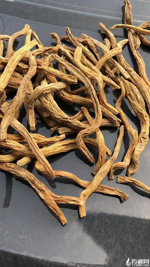 供应                    :百部