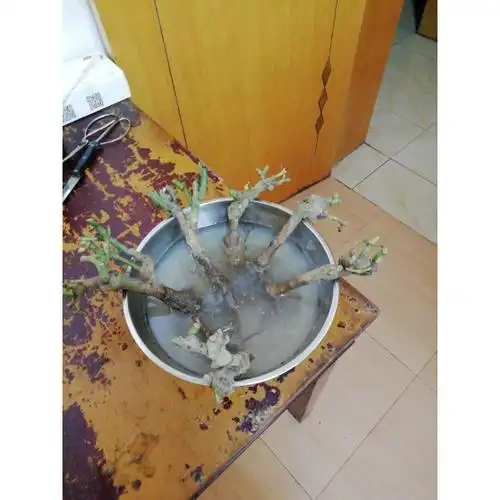 鱼人玫瑰花苗花卉盆栽植物室内月季花好养带花苞七彩蔷薇四季开花不断