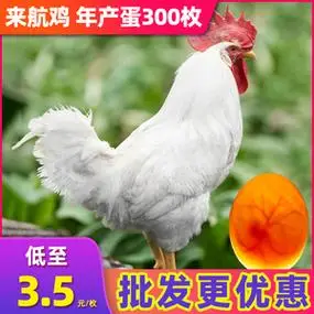 纯种白来航鸡种蛋受精蛋可孵化下蛋白羽鸡蛋受精蛋可孵化高产蛋王