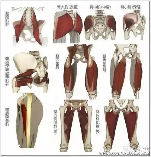 芭蕾舞者,自然的外开幅度也很难达到完美的180度,向旁做动作在肌肉