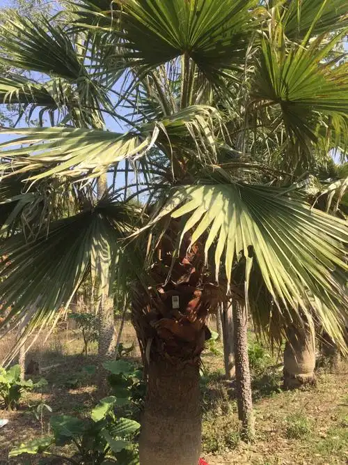 0公分泉州市华盛顿棕价格_福建兴嘉建设有限公司-爱淘苗