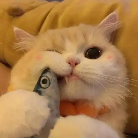 可爱头像女猫 女生头像图片大全 -【爱个性】