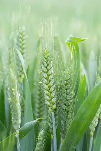 绿色的小麦麦穗 小麦