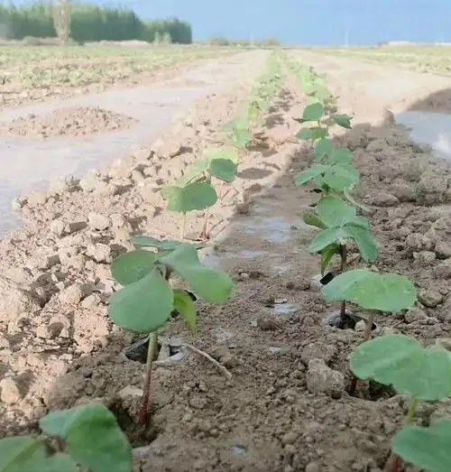 棉花干播湿出为何在南疆很难一播全苗?该怎么做?