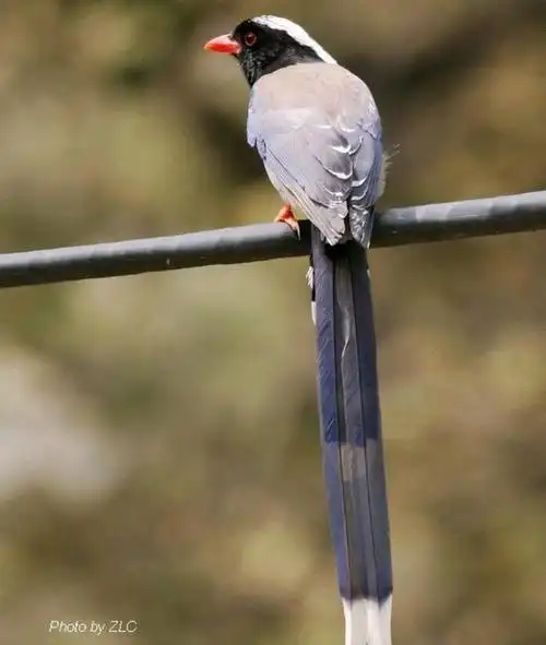 长尾雀尾巴长,你咋不啄禽兽们的娘