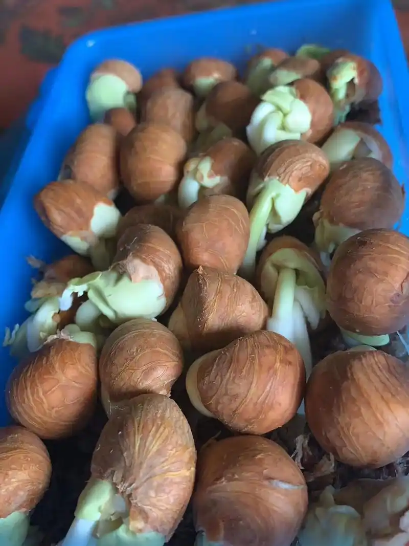 发财树种子无法常温或冷藏保存,所以大家收到后第一时间催芽处理哈