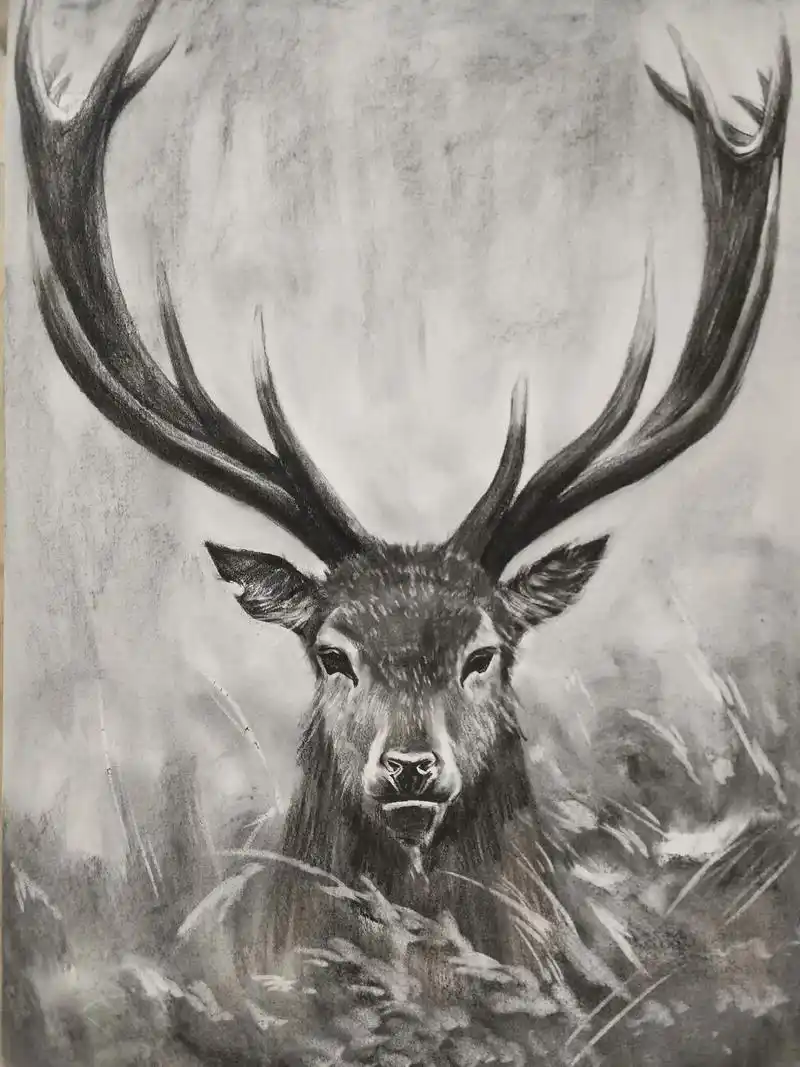 素描动物篇《麋鹿》#带你走进画里 #万物皆有灵性请善待每一 - 抖音