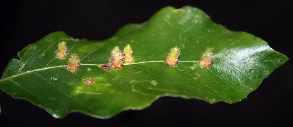 p>昆虫名,为双翅目,瘿蚊科.