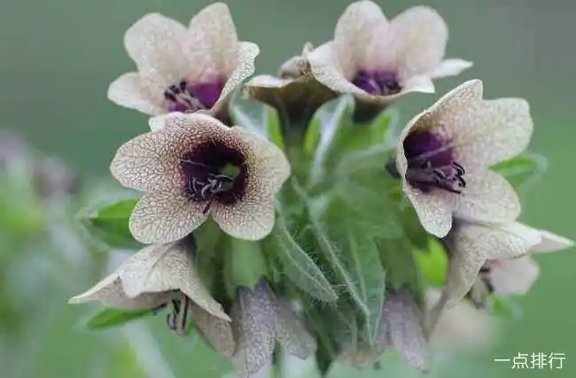 中国八大剧毒植物 古人常用乌头汁毒杀野兽