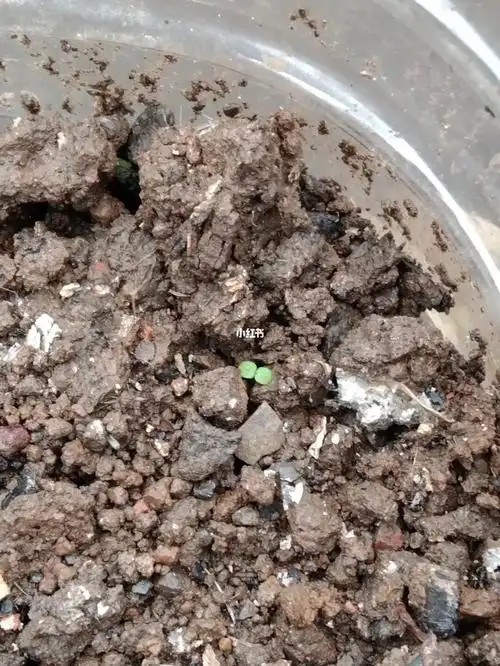 请问我种的蔷薇种子 这是蔷薇发芽了还是杂草?种了有4天了