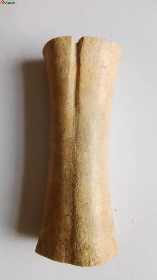 土里捡到的老虎骨