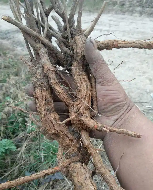 野生臭牡丹根,又名臭枫根,在我国分布较为广泛的草药.