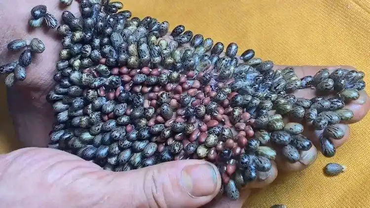 国外的密集恐惧症测试视频