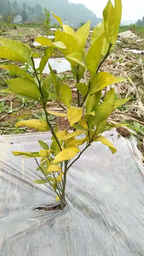 柑橘黄叶落叶怎么处理?-专家问答 - 惠农网