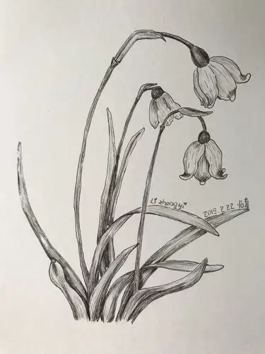 画の喃喃自语(204)—黑白花意-雪滴花