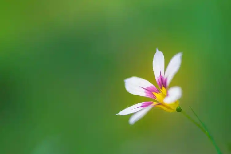 求 绿色系富有生命力的手机壁纸 小清新一些 不胜感激! - 知乎