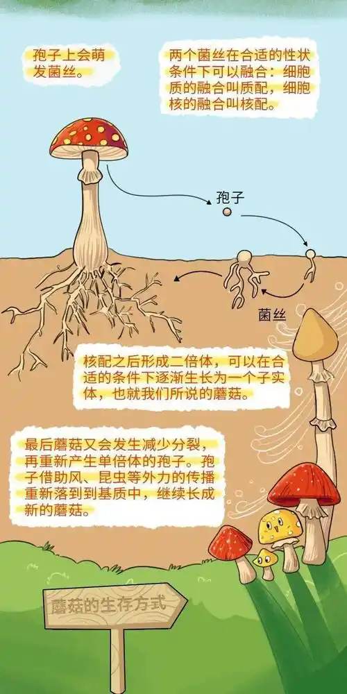 蘑菇小镇话蘑菇蘑菇是由什么构成的