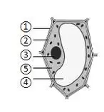 图为显微镜下观察到的洋葱表皮细胞下列相关的说明中正确的是