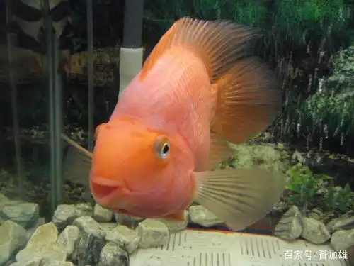 鹦鹉鱼食性杂,而且相当贪吃,它有特殊的消化系统