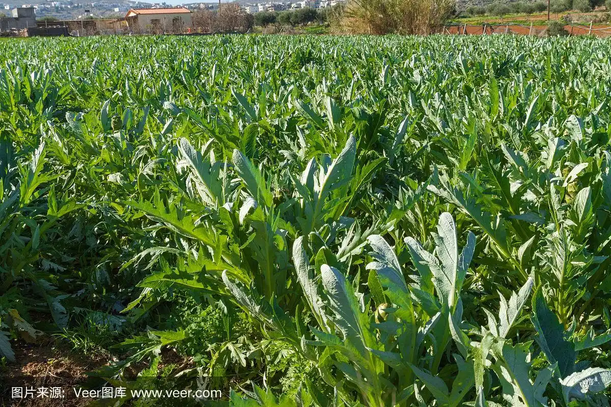 克里特岛的朝鲜蓟蔬菜种植园
