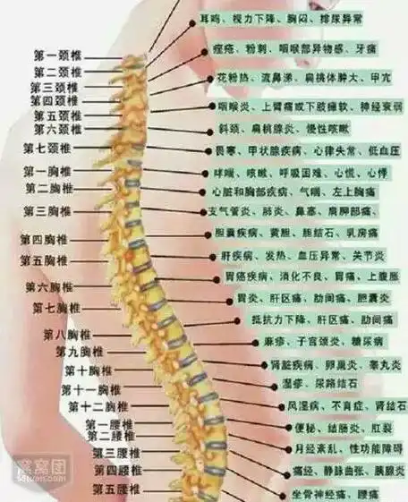 脊椎体表标记 - 好大夫在线