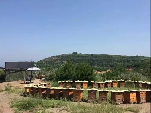 老爸的养蜂事业