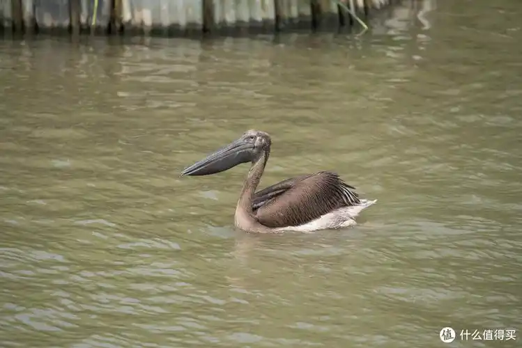 tamron腾龙70210f4镜头无脑打鸟记