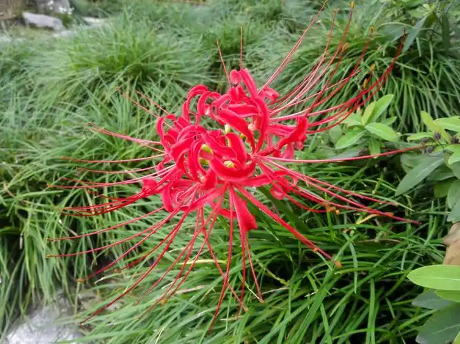 石蒜(别名:龙爪花)