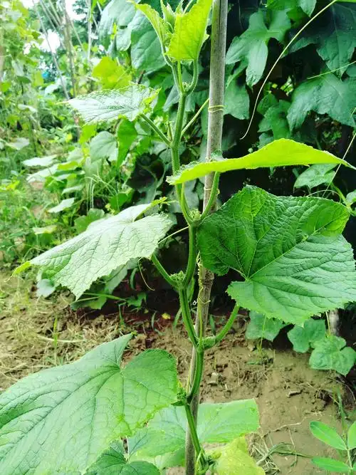 黄瓜秧苗长很快