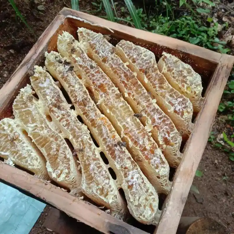 纯天然野生蜂蜜 纯天然蜂糖,假一罚十正宗炎陵野生蜜糖.有需 - 抖音