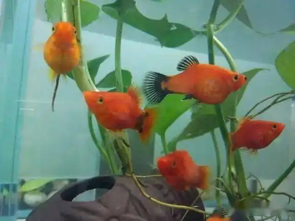 晒图大肚子好几个月的米奇鱼终于生小鱼了