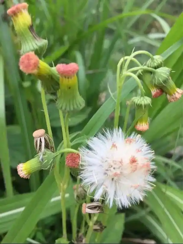 又名野芝麻,野 - 抖音