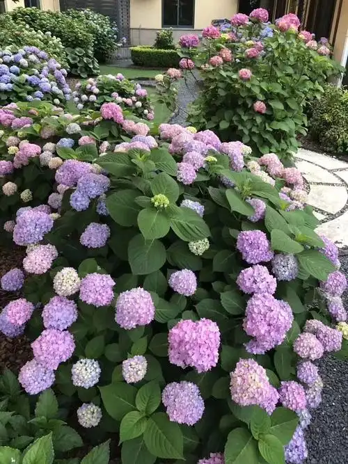 原来无尽夏绣球要这么养才美