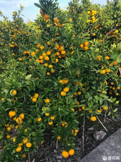 柑桔 崇明绿华橘子