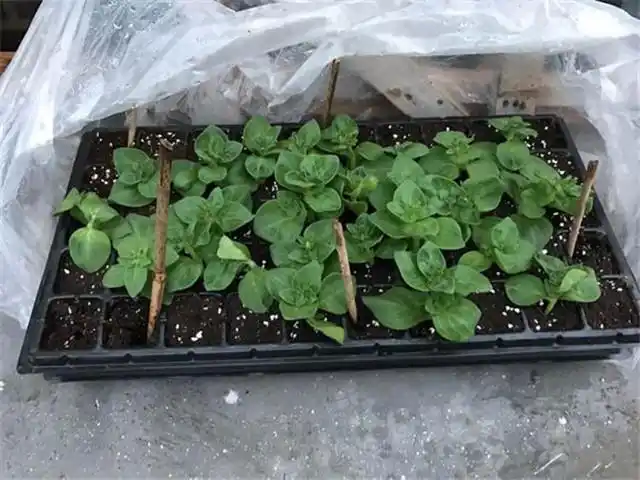 矮牵牛如何扦插方法非常简单生根非常快