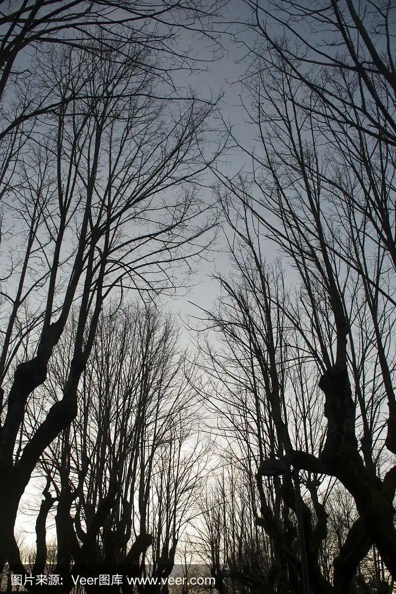 光秃秃的树桠冬天