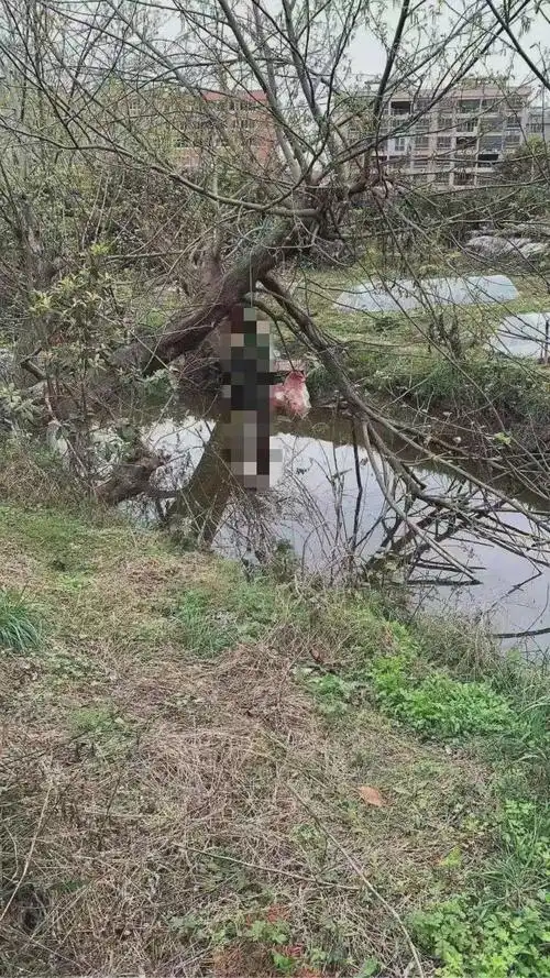 根据网友拍摄的现场照片来看,男子是用一条绿色的尼龙绳,在一棵湖边的