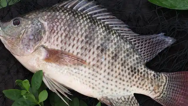 罗非鱼链球菌病的诊治