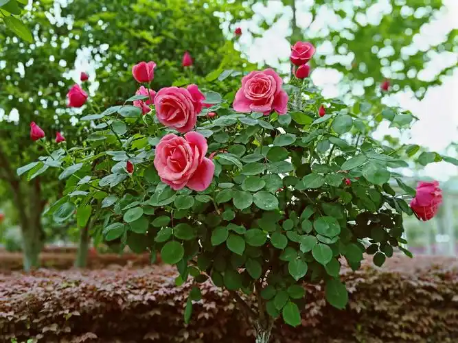 《月季花》诗集