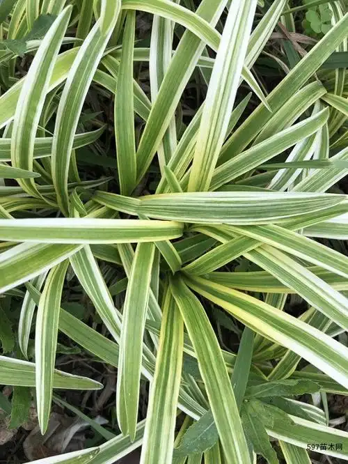 基地玉带草 金边麦冬草 花叶芦竹 快递全国